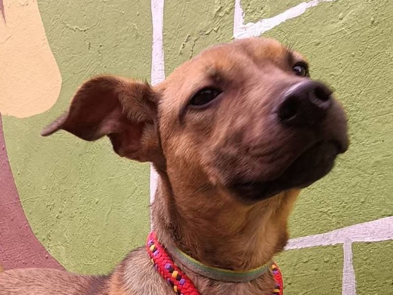 Tan adult female mixed-breed dog, Medium, shelter no. …6001. Closer on the face.