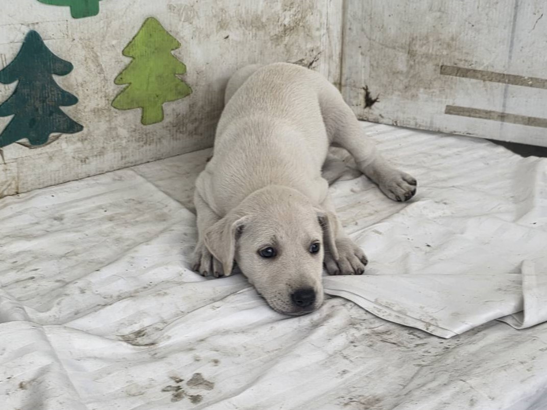 Chienne croisée femelle jeune (blanc), Petit, refuge n° …3107. Plus près du visage.
