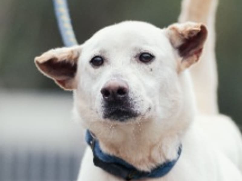 Perro mestizo macho adulto (blanco), Mediano, refugio n.º …6001. Más cerca de la cara.