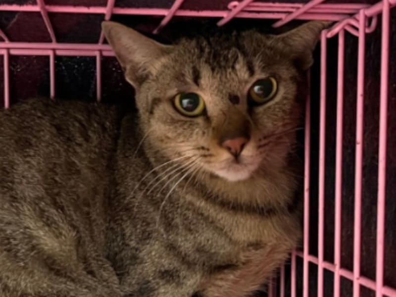 Gata mestiza hembra adulta (atigrado), Mediano, refugio n.º …1106. Más cerca de la cara.