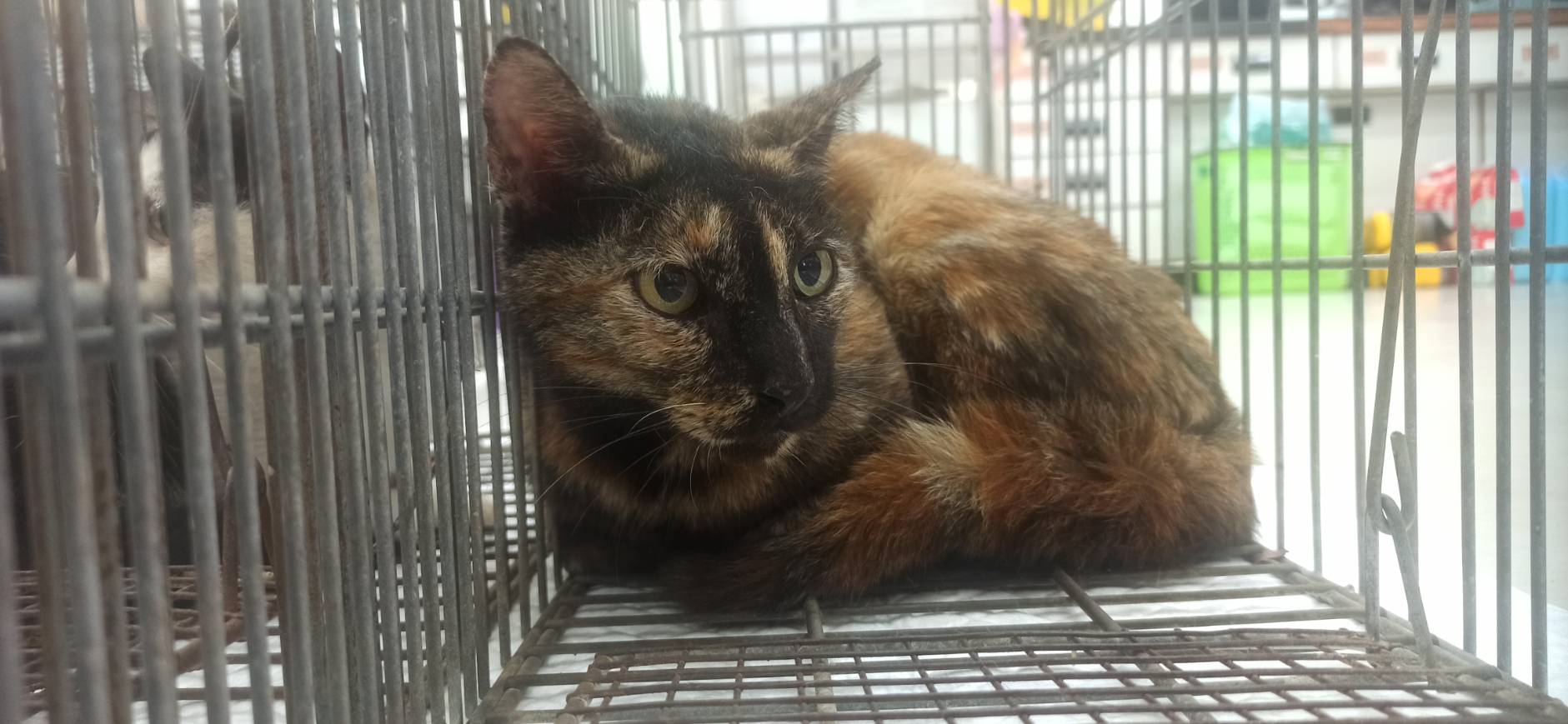 Gata mestiza hembra adulta, Pequeño, refugio n.º …3C01. Más cerca de la cara.