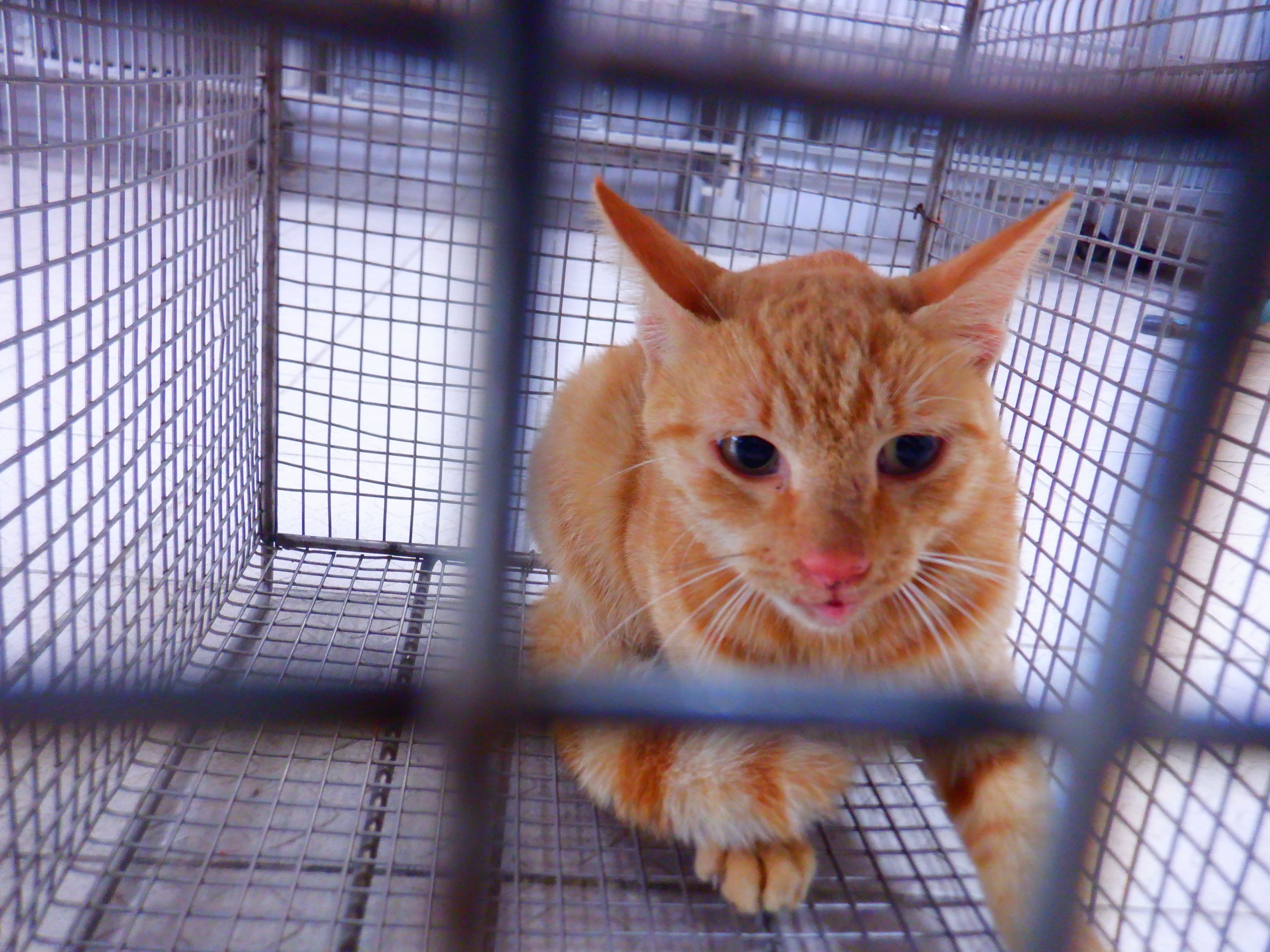 Orange adult female mixed-breed cat, Small, shelter no. …02C6