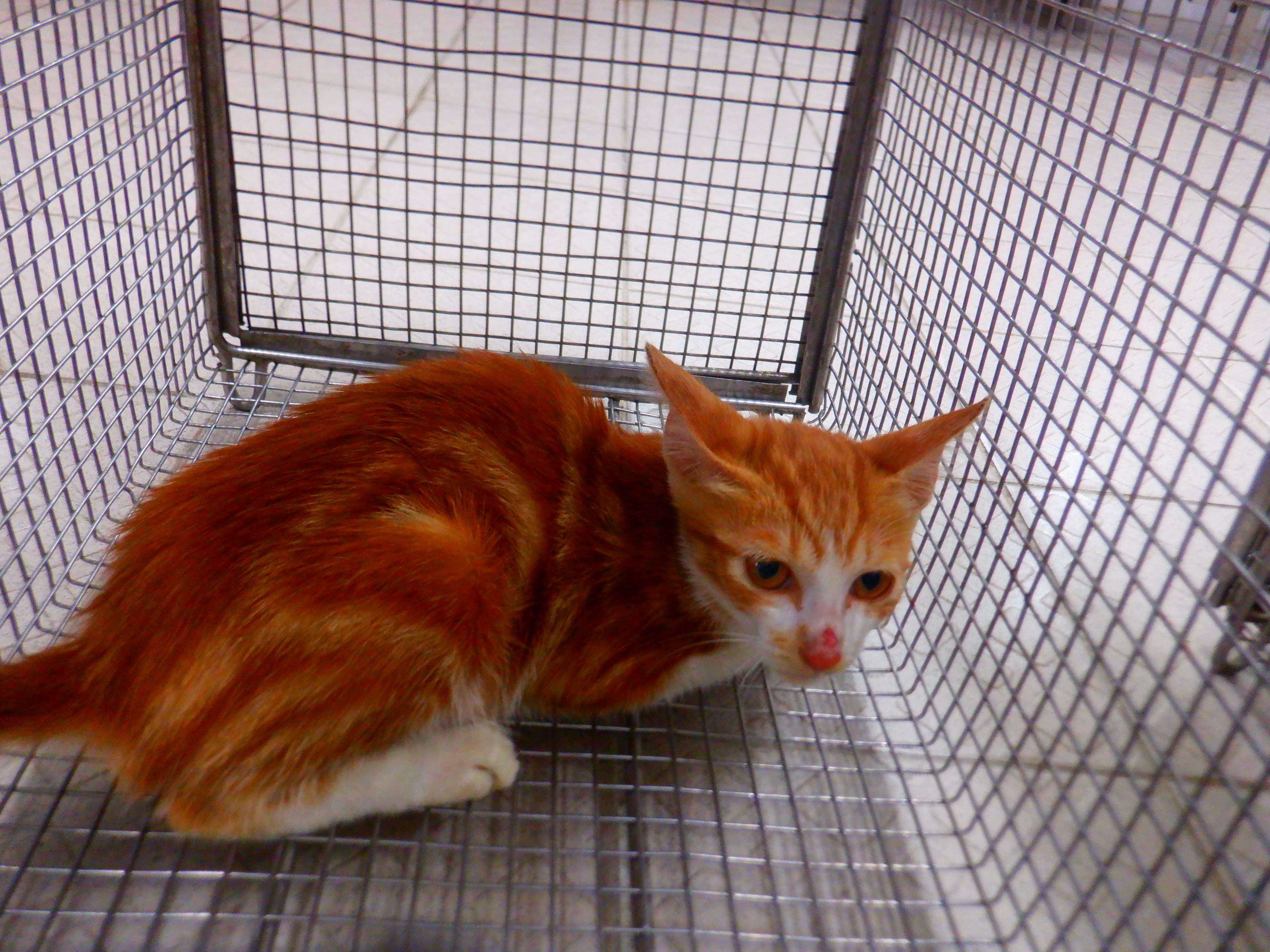Orange-and-white adult female mixed-breed cat, Small, shelter no. …02C1
