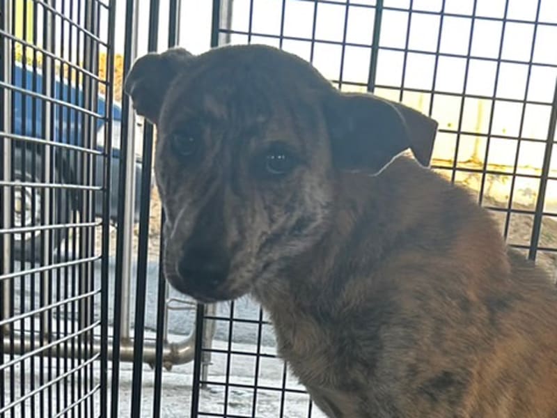 Tabby adult female mixed-breed dog, Large, shelter no. …0007. Closer on the face.