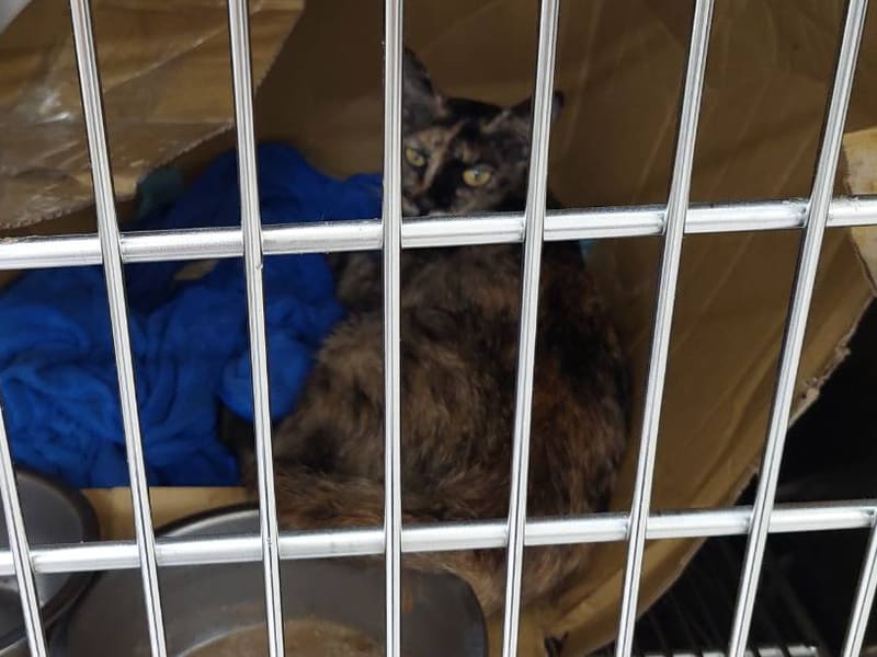Adult female mixed-breed cat, Small, shelter no. …2001. The whole animal.