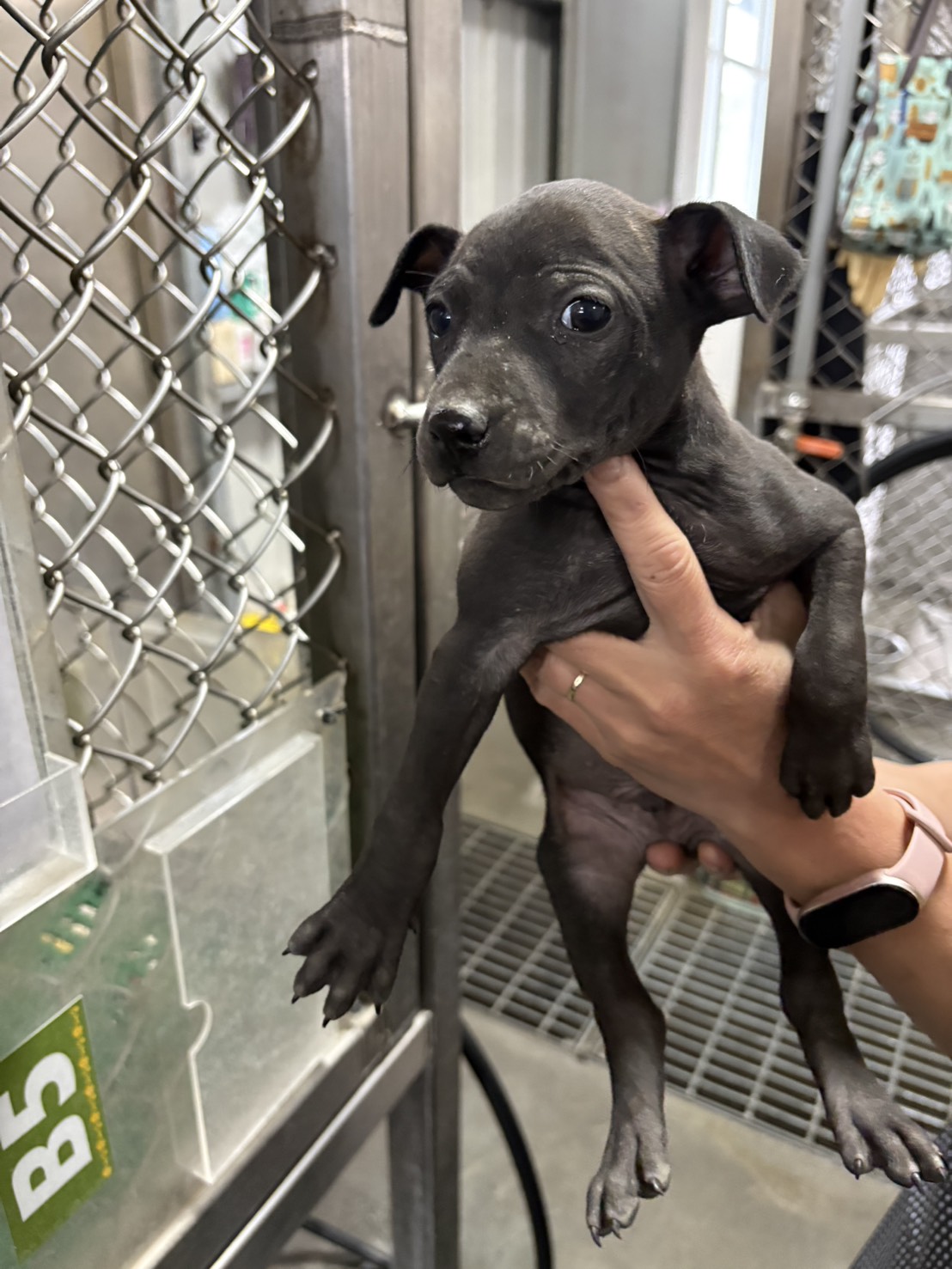 Black young female mixed-breed dog, Small, shelter no. …9005. Closer on the face.