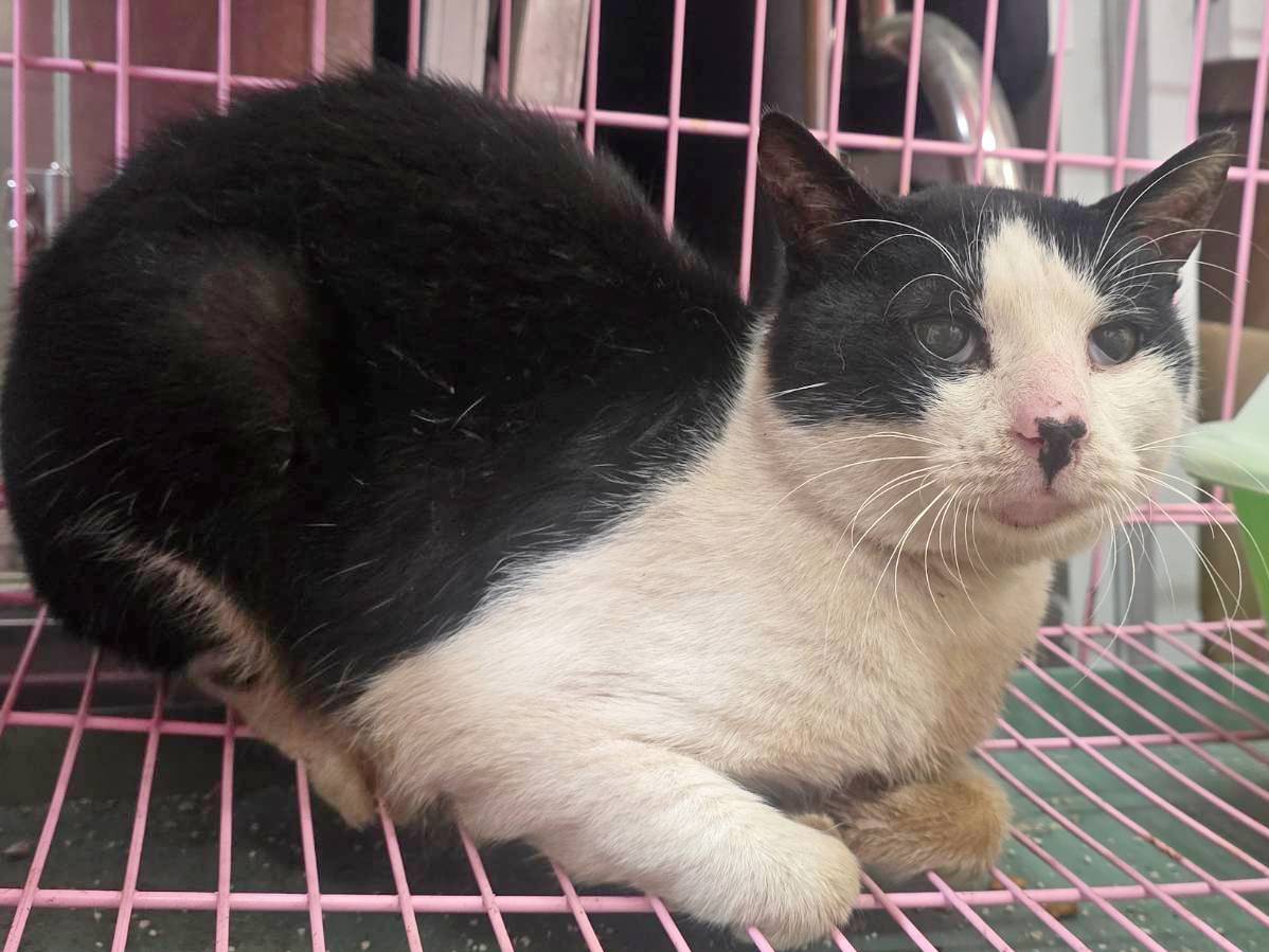 Black-and-white adult male mixed-breed cat, Medium, shelter no. …1805. Closer on the face.