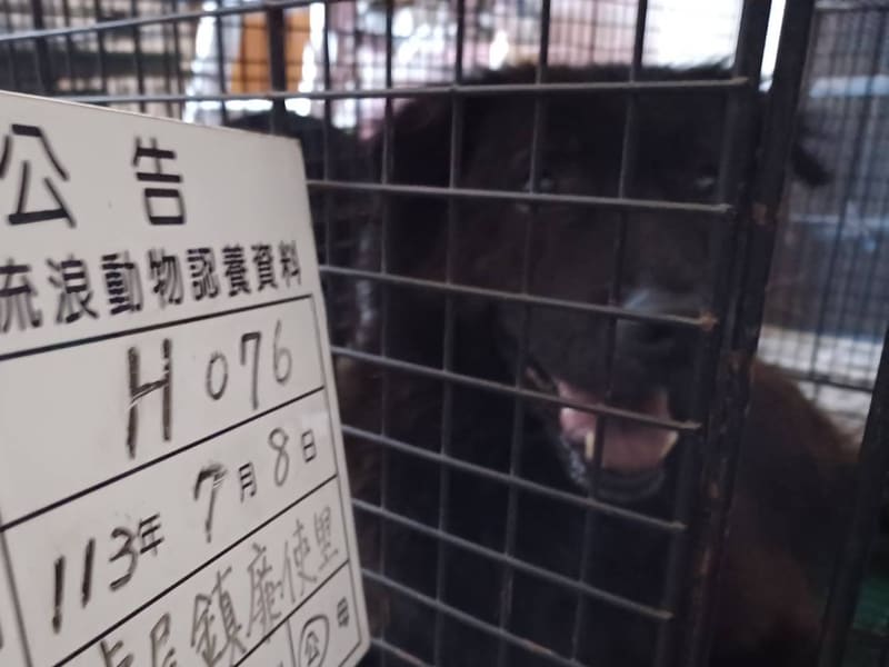Perro mestizo macho adulto (negro), Grande, refugio n.º …076D. Más cerca de la cara.