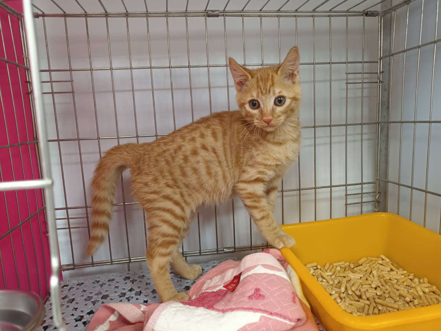 Gato mestizo macho joven (canela y atigrado), Pequeño, refugio n.º …0601