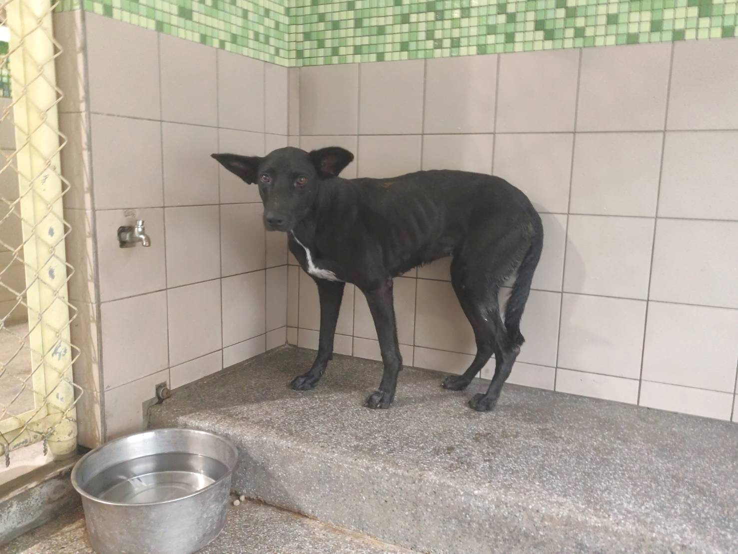 Black adult female mixed-breed dog, Large, shelter no. …2110. Closer on the face.