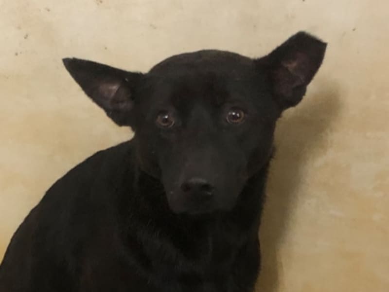 Perro mestizo macho adulto (negro), Grande, refugio n.º …0022. Más cerca de la cara.