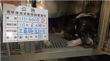 Black-and-white adult male mixed-breed dog, Large, shelter no. …010D