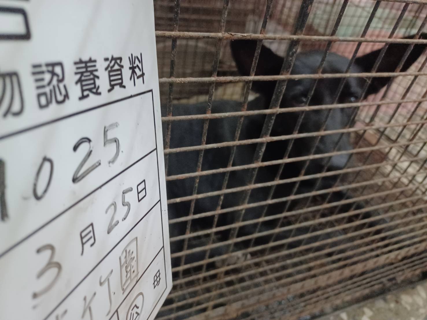 믹스견 (수컷, 성견, 검은색), 대형, 보호소 번호 …025D. 얼굴을 가까이서 본 모습이에요.