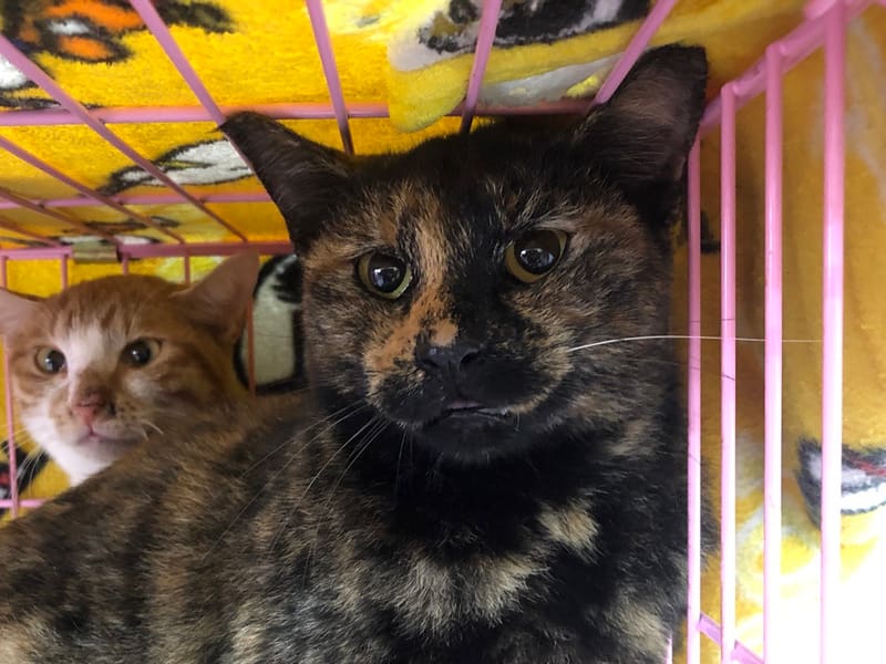 Chatte croisée femelle adulte (noir et fauve), Moyen, refuge n° …2203. Plus près du visage.