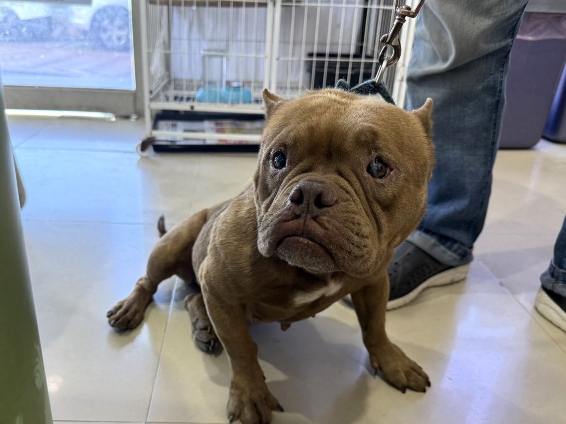 アメリカン・ブリー(メス・成犬・こげ茶)、中型, 施設番号 …07W8. 顔のアップです。