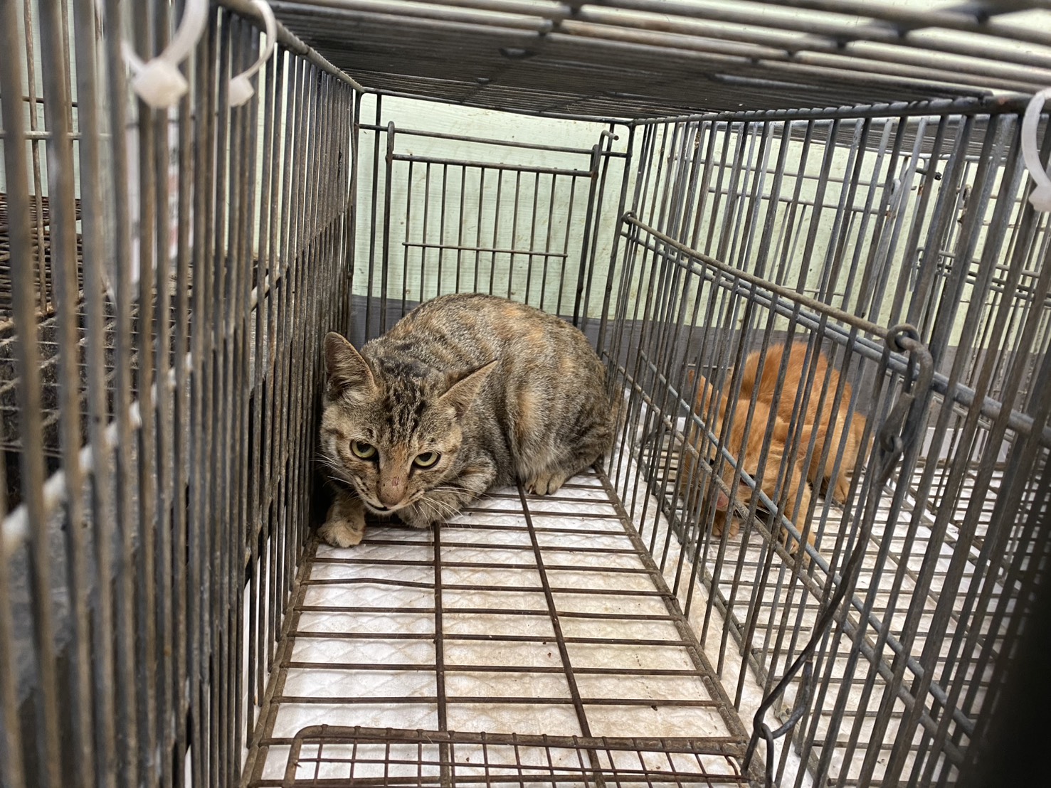 ミックス猫(メス・成猫)、小型, 施設番号 …6C01. 全身です。