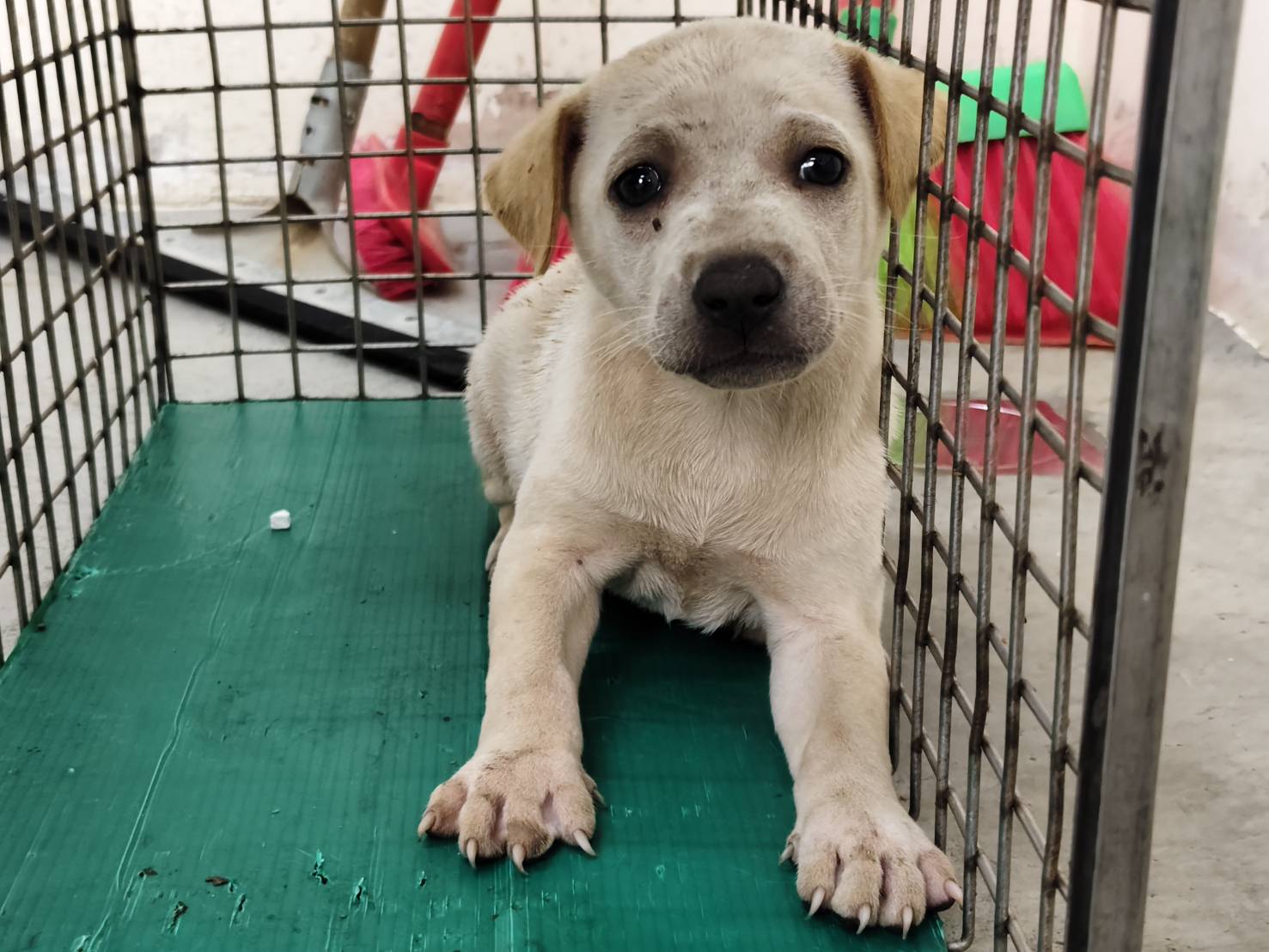 Perra mestiza hembra joven (crema), Pequeño, refugio n.º …0304. Más cerca de la cara.