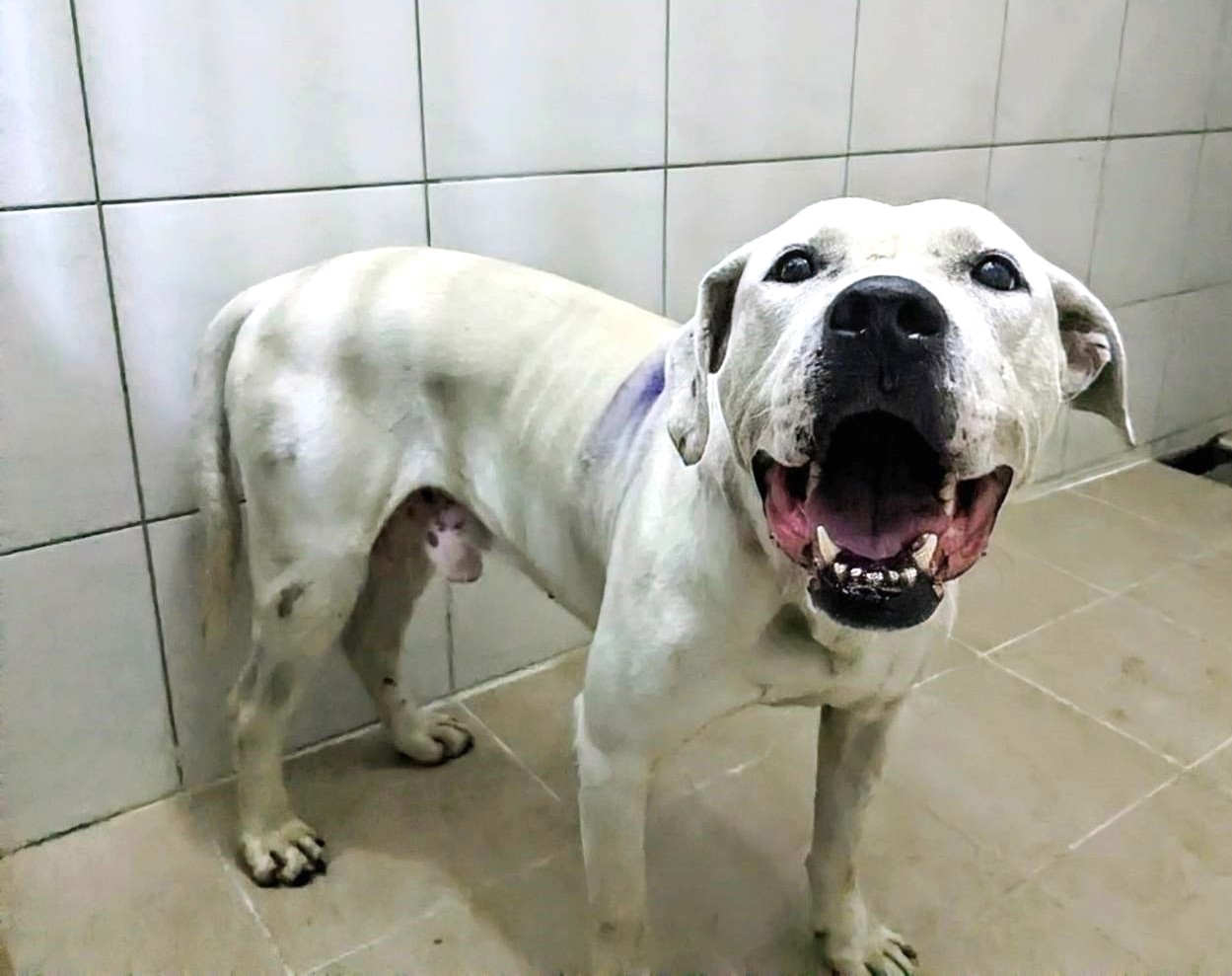Perro mestizo macho adulto (blanco), Grande, refugio n.º …6006. Más cerca de la cara.
