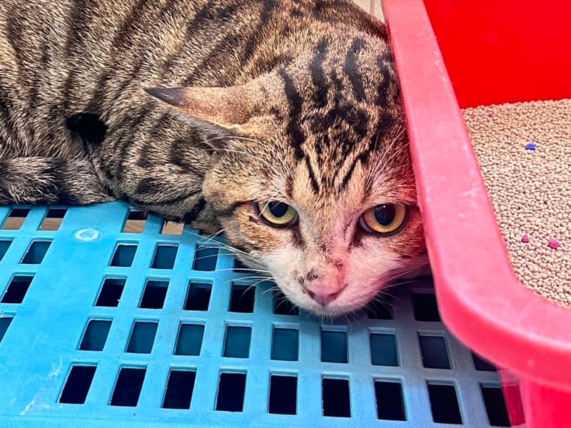 ミックス猫(オス・成猫・トラ)、大型, 施設番号 …1005. 顔のアップです。