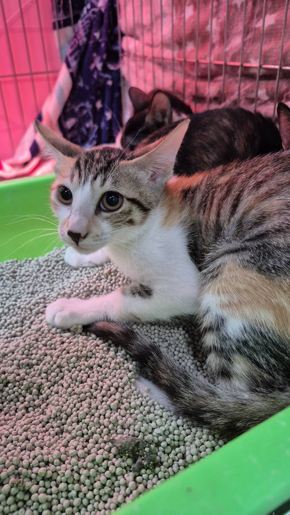 Chatte croisée femelle jeune (tricolore), Petit, refuge n° …3005. Plus près du visage.