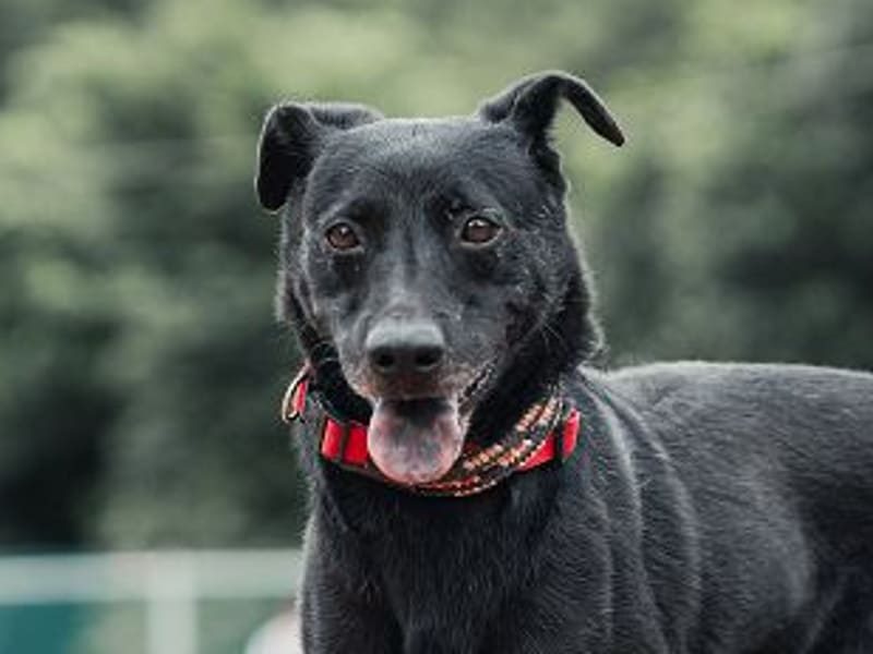 Perro mestizo macho adulto (negro), Mediano, refugio n.º …0106. Más cerca de la cara.