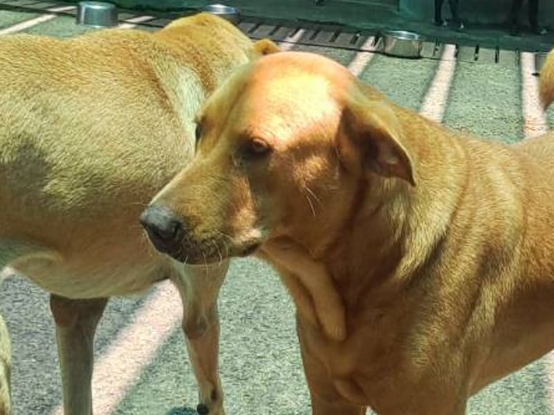 Perro mestizo macho adulto (canela), Mediano, refugio n.º …6001. Más cerca de la cara.