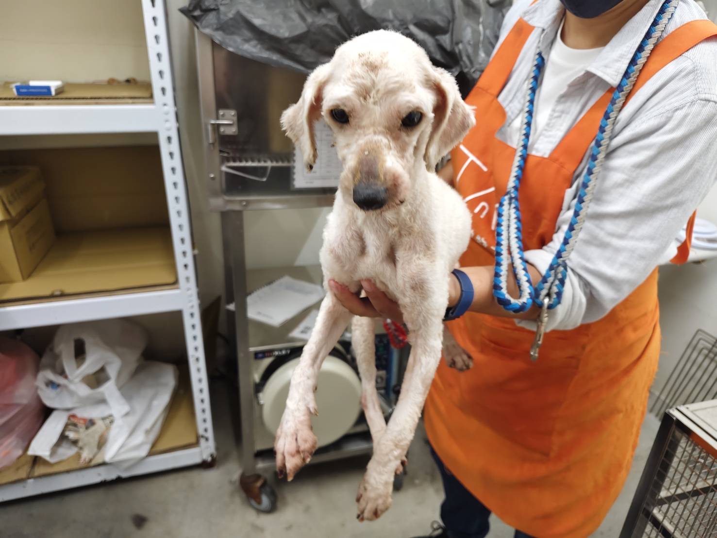 Cream adult female poodle, Small, shelter no. …0701. Closer on the face.