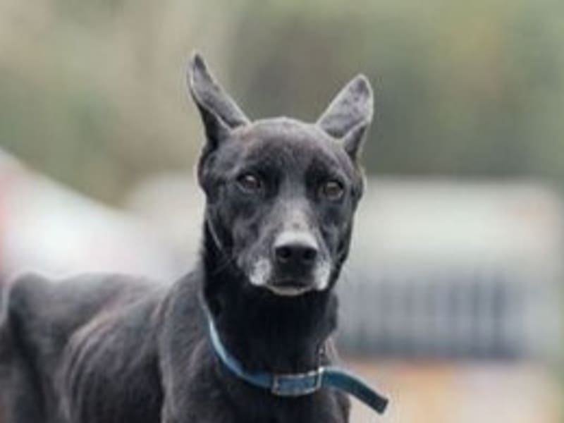 ミックス犬(メス・成犬・黒)、中型, 施設番号 …9009. 顔のアップです。