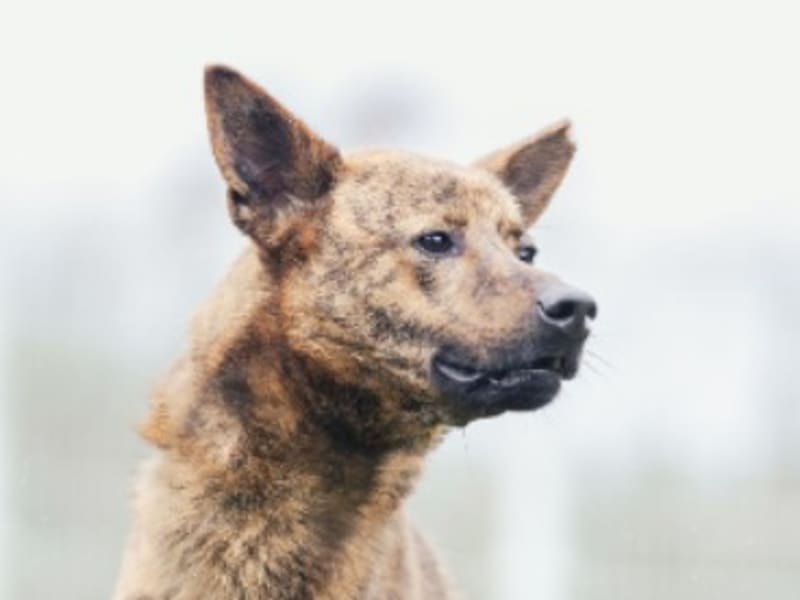 Chienne croisée femelle adulte (tigré), Grand, refuge n° …6001. Plus près du visage.