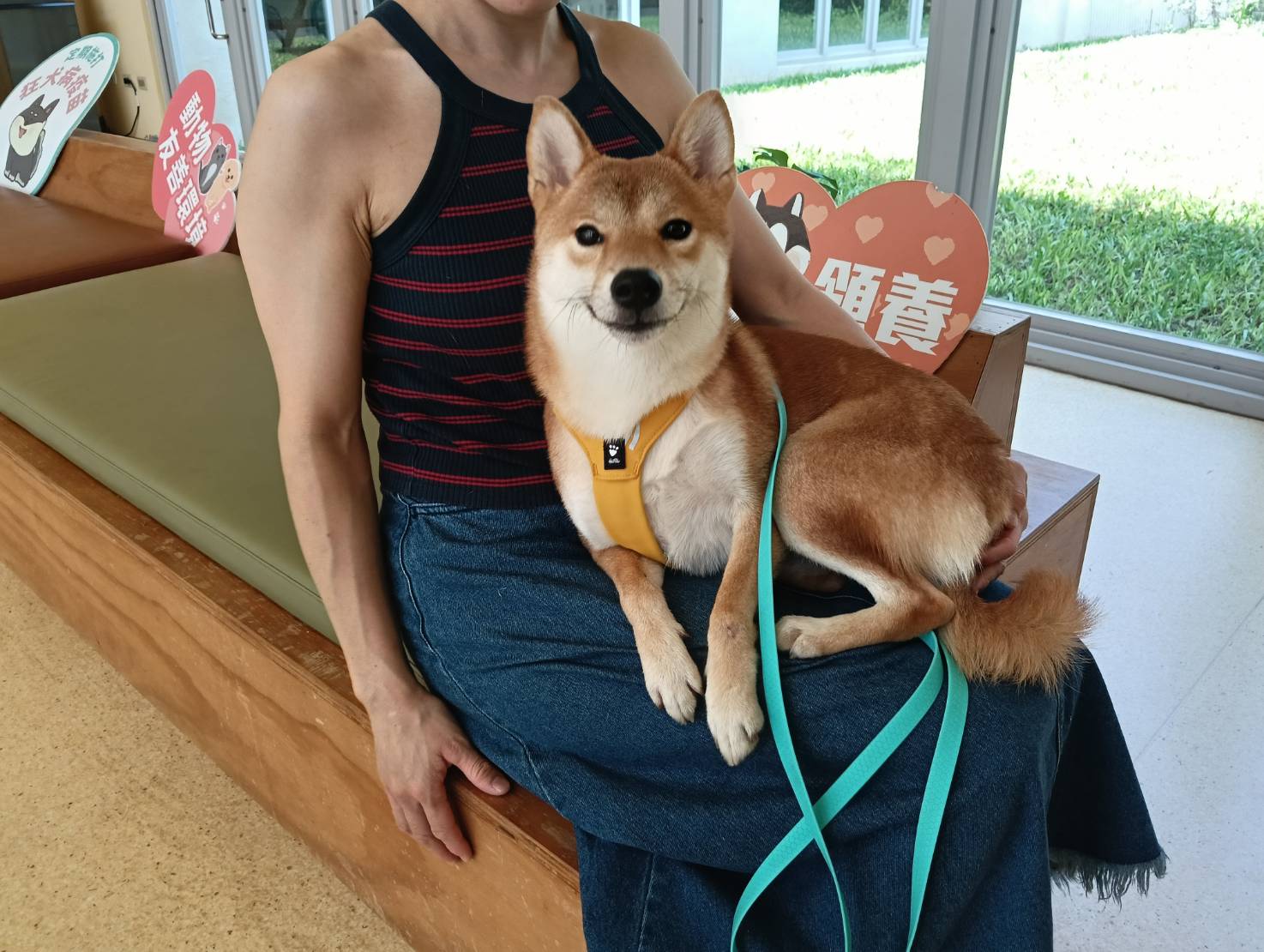 柴犬（メス・成犬・茶）、小型, 施設番号 …9002. 顔のアップです。