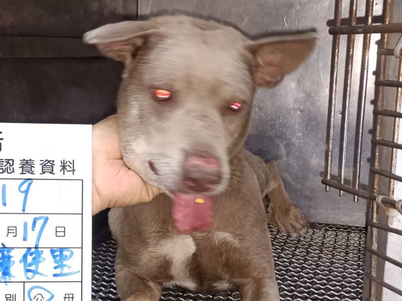 ミックス犬(オス・成犬・こげ茶)、大型, 施設番号 …019D. 顔のアップです。