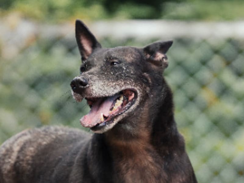 Perro mestizo macho adulto (negro), Mediano, refugio n.º …2801. Más cerca de la cara.