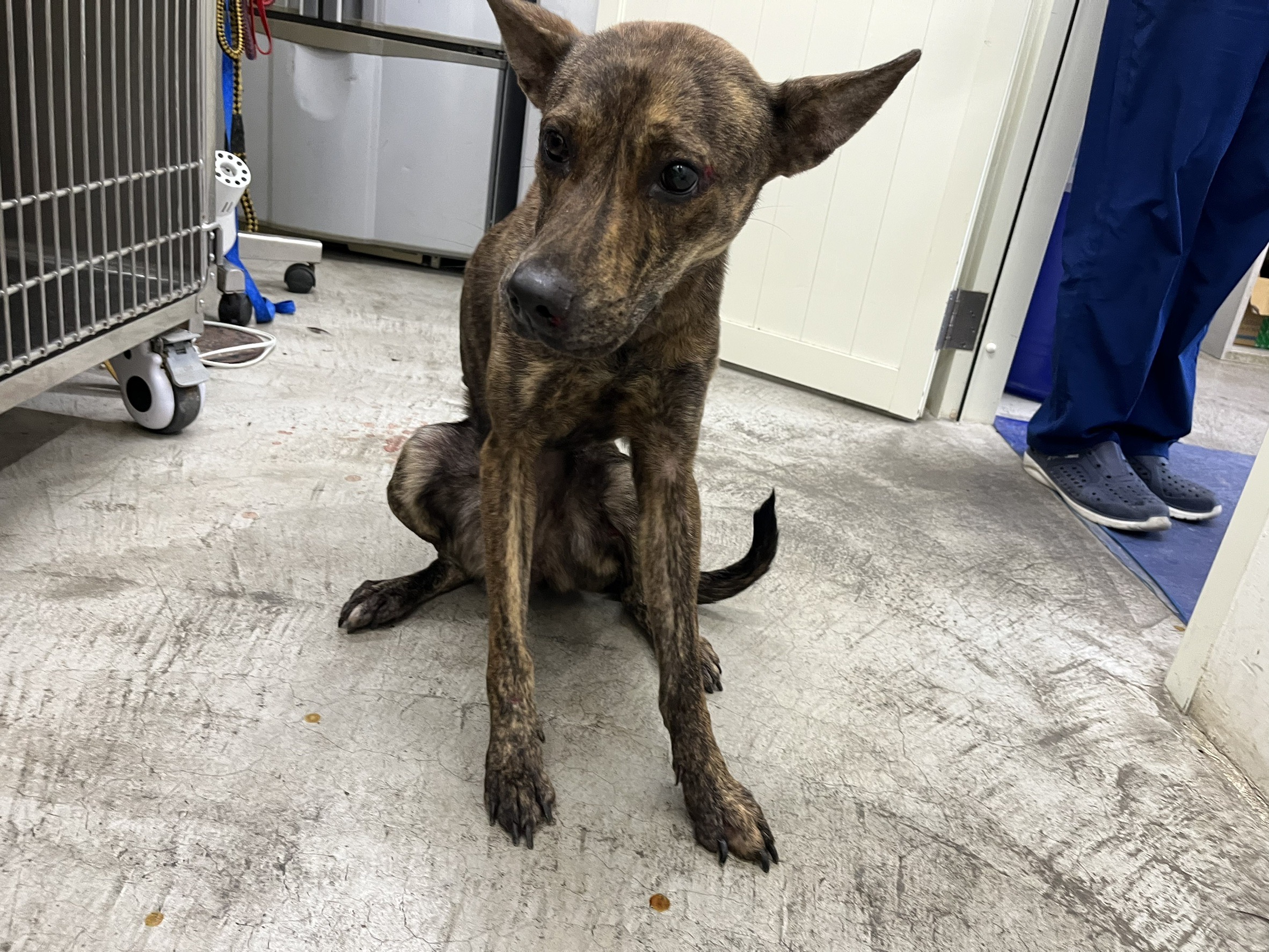 Tabby adult female mixed-breed dog, Medium, shelter no. …1703. Closer on the face.