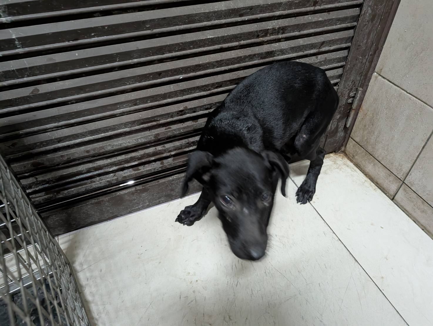 黑色青年公混种犬，中型, 收容编号 …0805. 脸部特写。