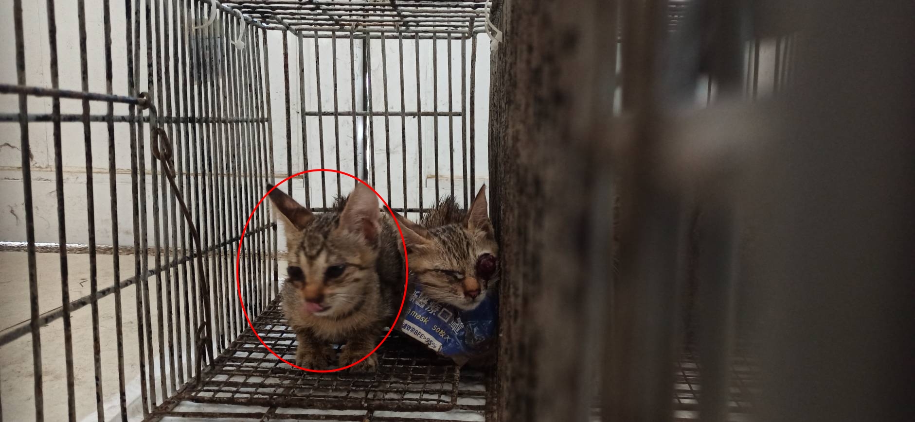 ミックス猫（メス・若い）、小型, 施設番号 …5C15
