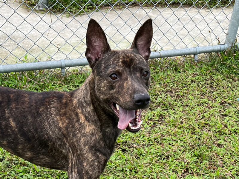 ミックス犬(オス・成犬・トラ)、中型, 施設番号 …2103. 顔のアップです。