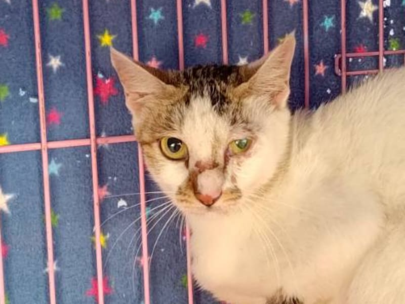 ミックス猫（メス・成猫・トラと白）、中型, 施設番号 …1303. 顔のアップです。