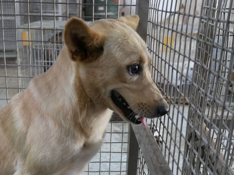 Perra mestiza hembra adulta (canela), Mediano, refugio n.º …2-02. Más cerca de la cara.
