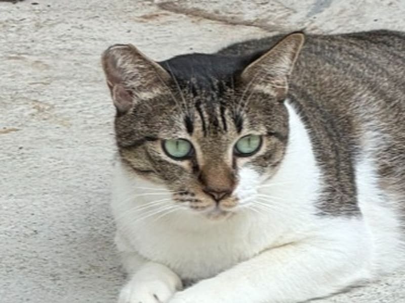 ミックス猫(メス・成猫・トラと白)、中型, 施設番号 …5004. 顔のアップです。