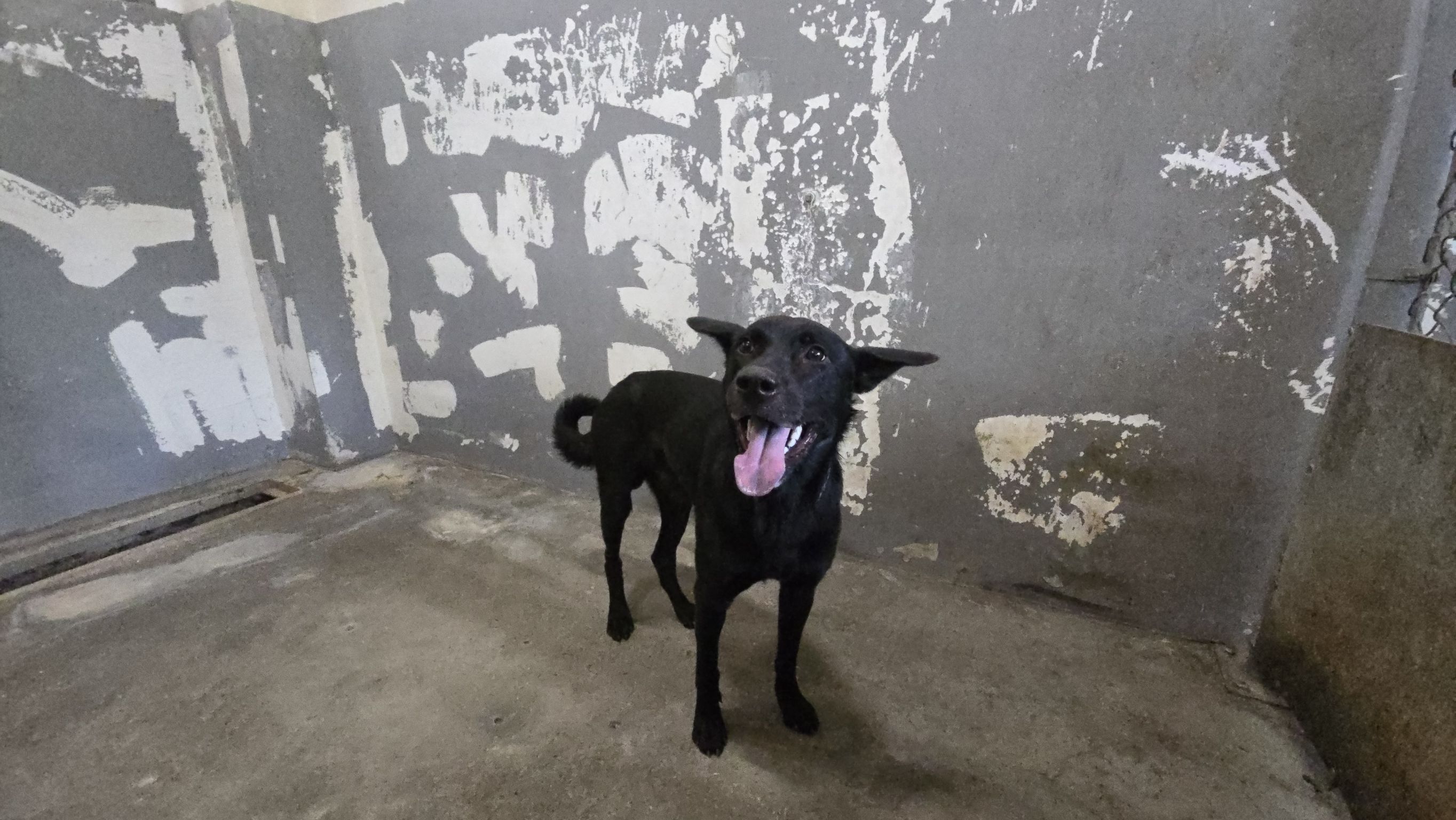 Perro mestizo macho adulto (negro), Mediano, refugio n.º …9008. Todo el animal.