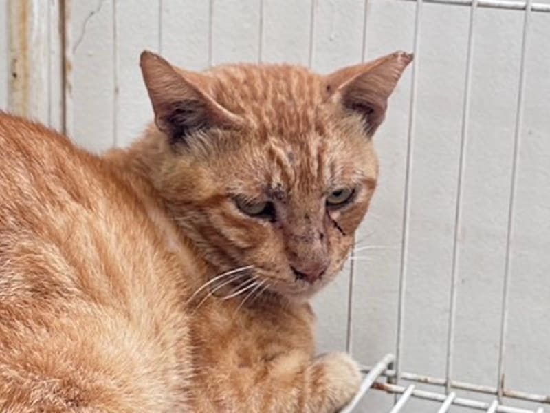 ミックス猫（オス・成猫・茶）、大型, 施設番号 …1004. 顔のアップです。
