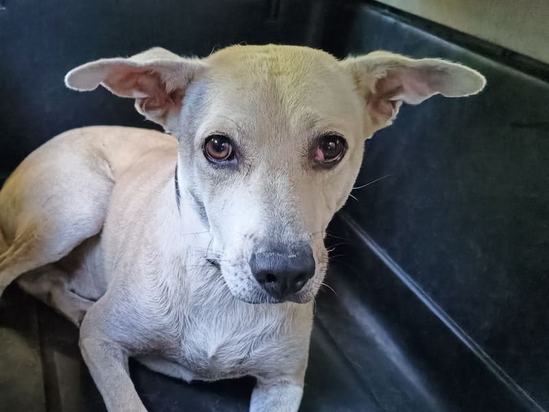 Chien croisé mâle adulte (crème), Moyen, refuge n° …7001. Plus près du visage.