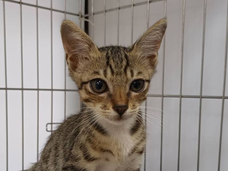 ミックス猫（オス・若い・トラと白）、小型, 施設番号 …1502. 顔のアップです。