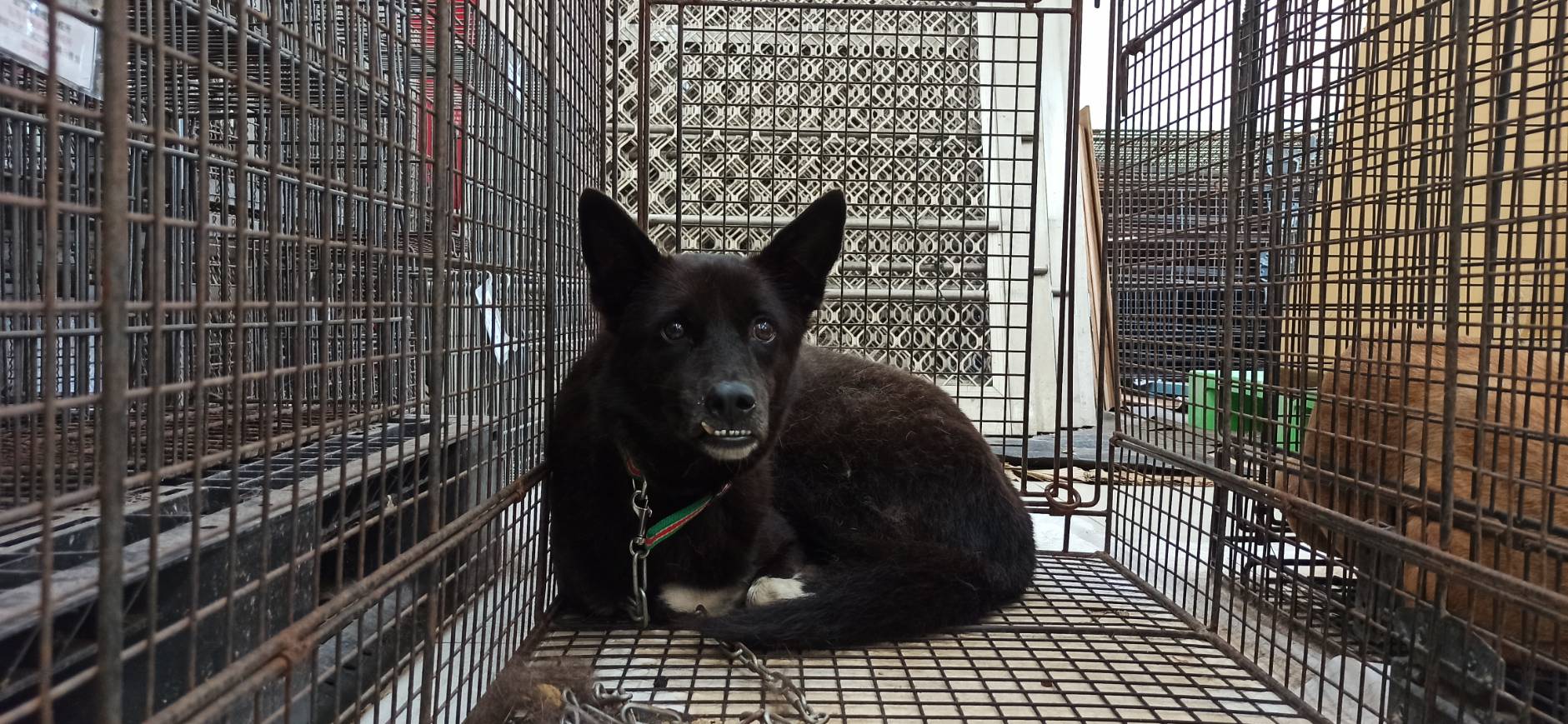 Black-and-white adult female mixed-breed dog, Medium, shelter no. …8D01. The whole animal.