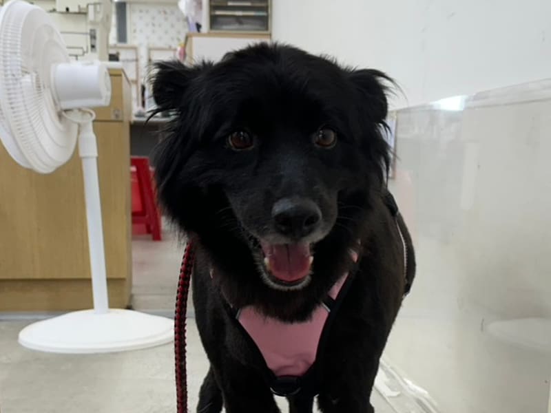 ミックス犬(メス・成犬・黒)、中型, 施設番号 …0311. 顔のアップです。