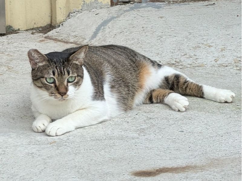 ミックス猫(メス・成猫・トラと白)、中型, 施設番号 …5004. 全身です。