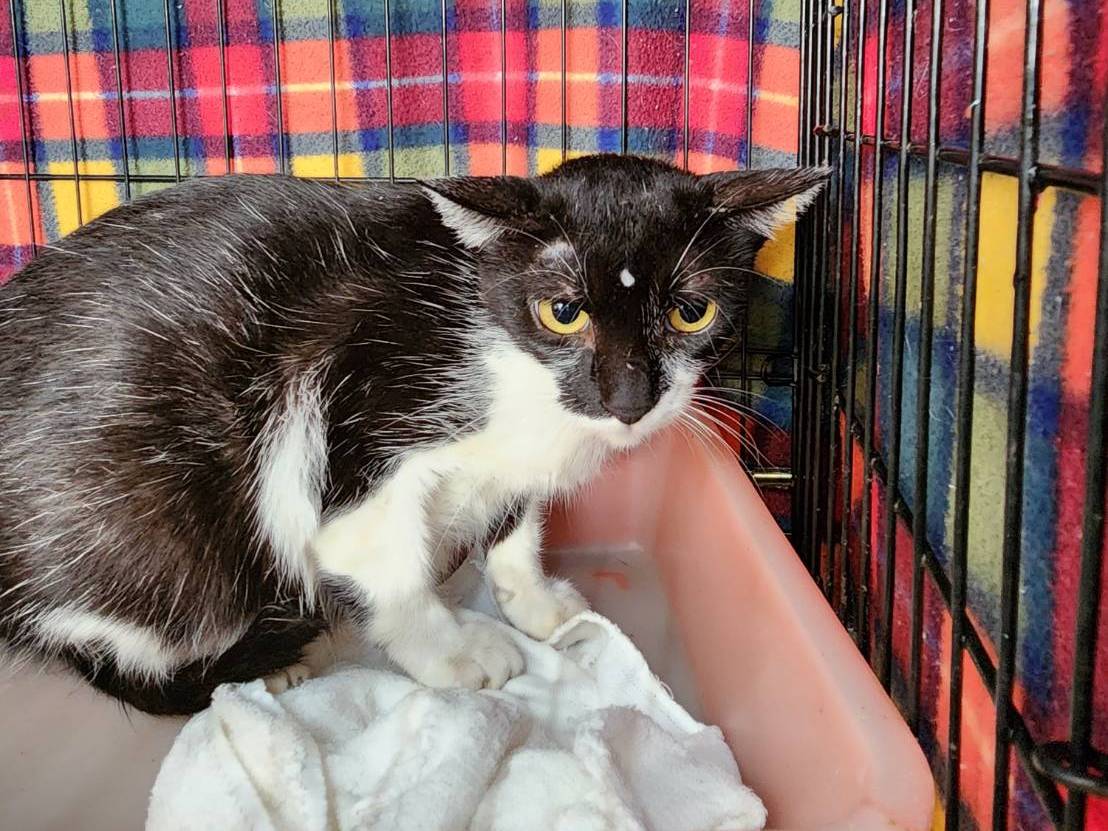 Chatte croisée femelle adulte (noir et blanc), Moyen, refuge n° …0506. Plus près du visage.