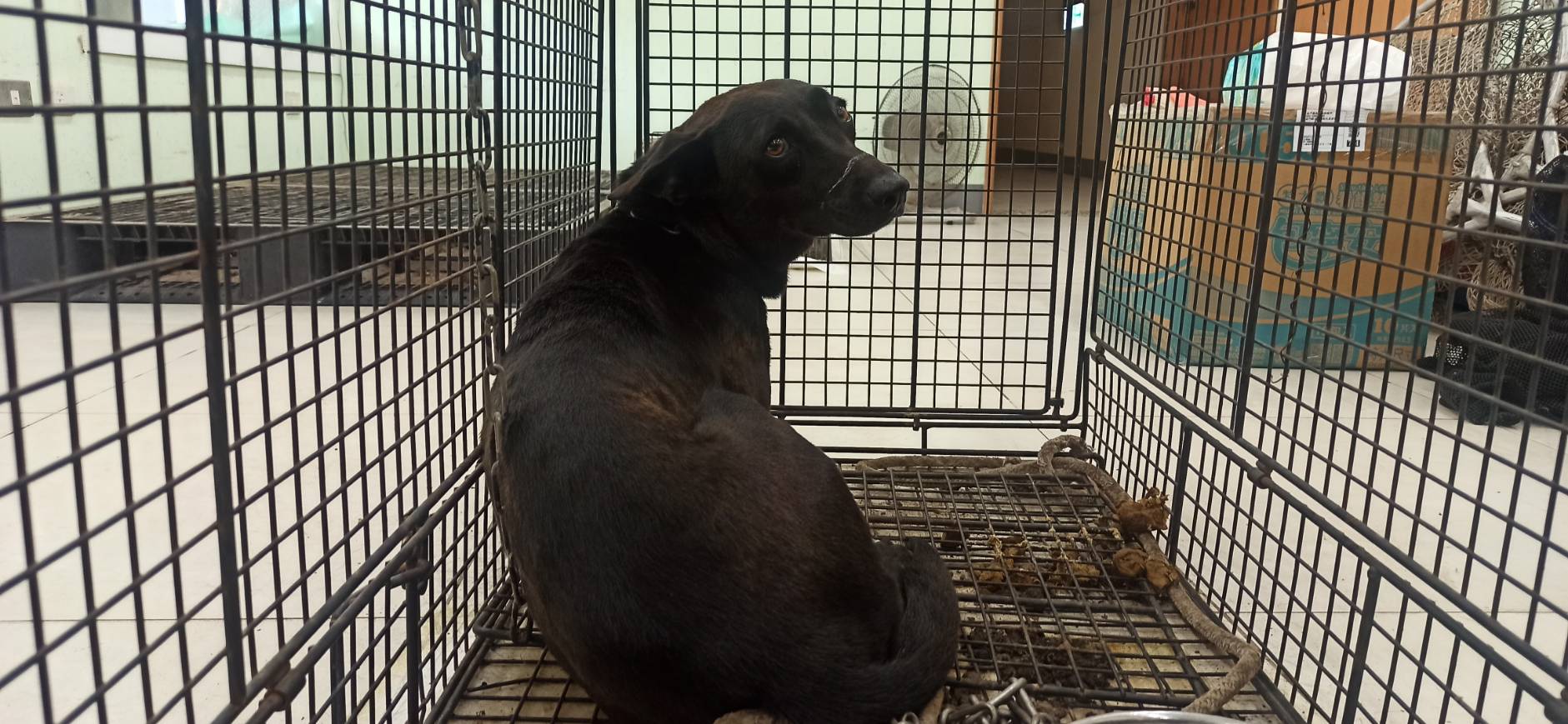 ミックス犬（メス・成犬・黒）、中型, 施設番号 …8D01