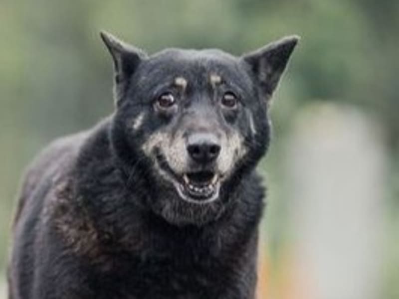 黑黄色成年母混种犬,中型, 收容编号 …2806. 脸部特写。