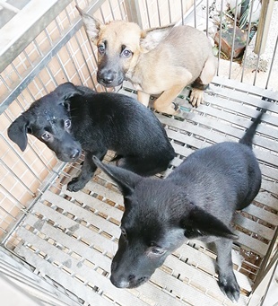 Black young female mixed-breed dog, Medium, shelter no. …0005